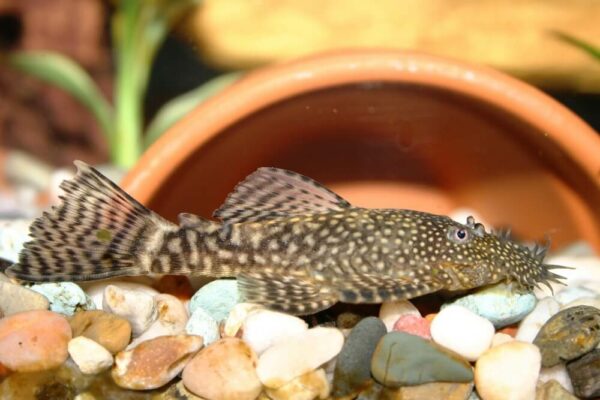 35 Peaceful Community Fish For Your Tank (Updated List)