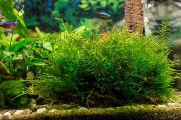 The 35 Best Low Light Aquarium Plants (Must-See)