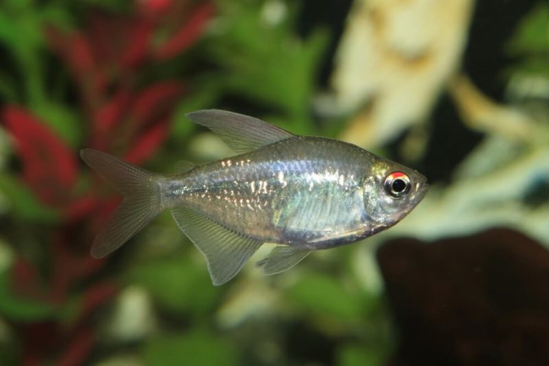 Large Community Fish 35 Peaceful Community Fish For Your Tank (Updated List)