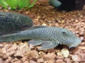 35 Peaceful Community Fish For Your Tank (Updated List)