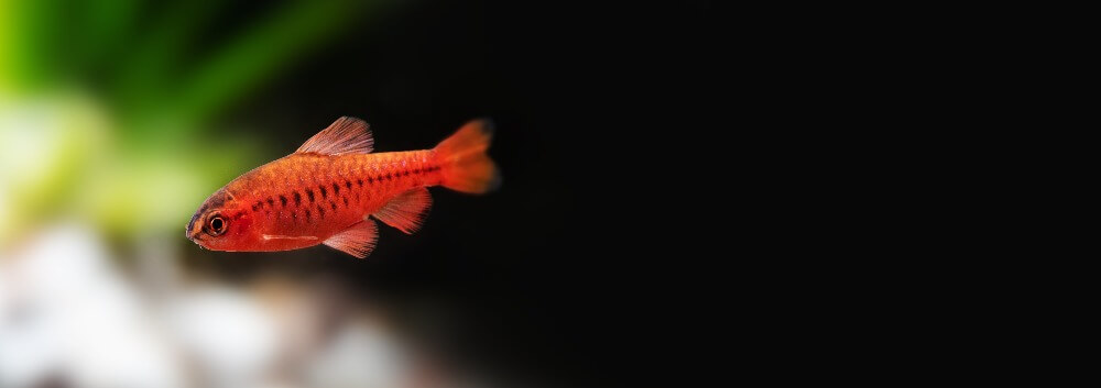 A small cherry barb