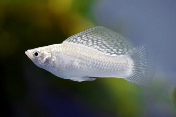 21 Best Fish For 5 Gallon Tanks (With Pictures)