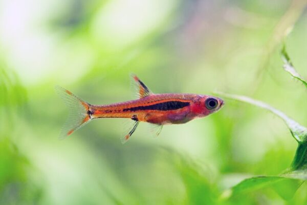 21 Best Fish For 5 Gallon Tanks (With Pictures)
