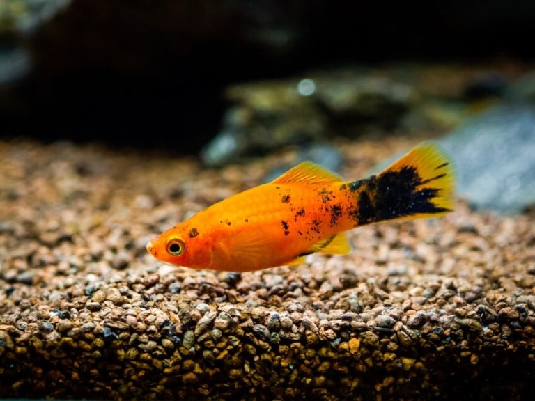 13 Amazing Goldfish Tank Mates (Best Companions)