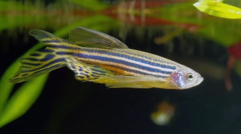Curated visual reference: 13 Amazing Goldfish Tank Mates Best Companions Photo Inspiration