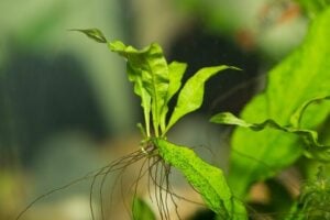 Java Fern Care: The Easiest Aquarium Plant?