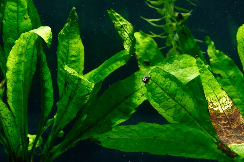 Java fern plant in a freshwater aquarium tank