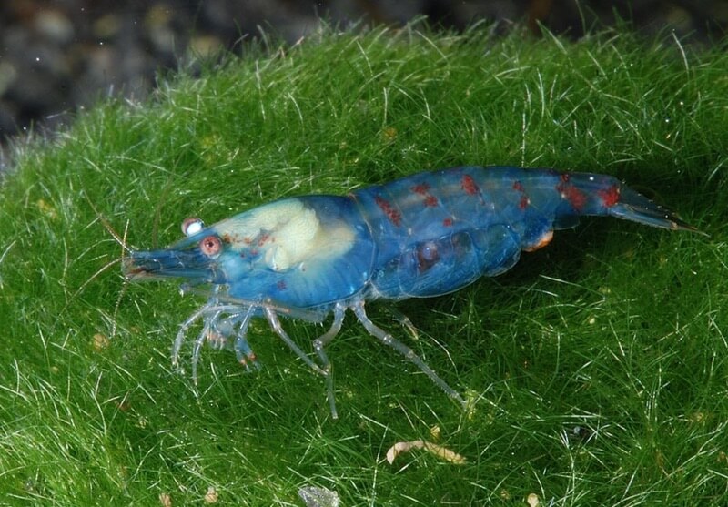 An adult blue pearl shrimp