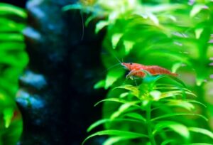 Cherry Shrimp Care 101: Tank Mates, Tank Setup, & Breeding