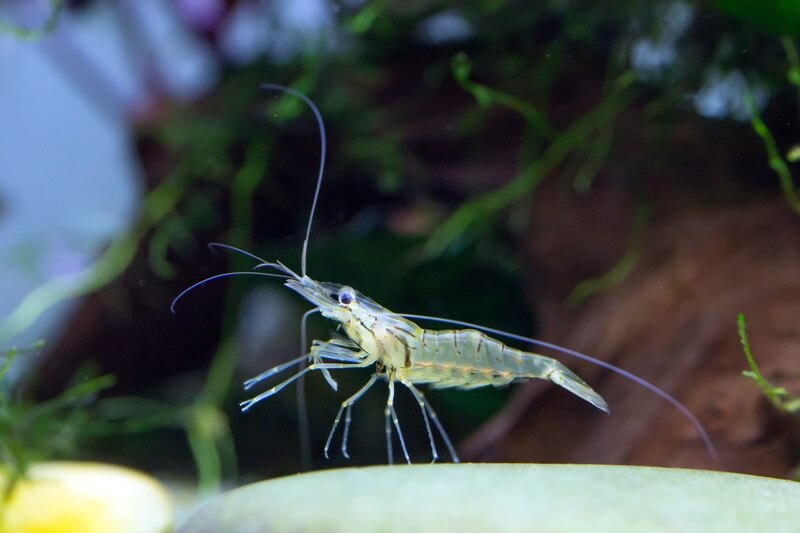 A close up image of a Ghost Shrimp