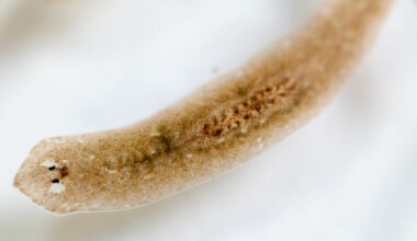 A planaria worm up close