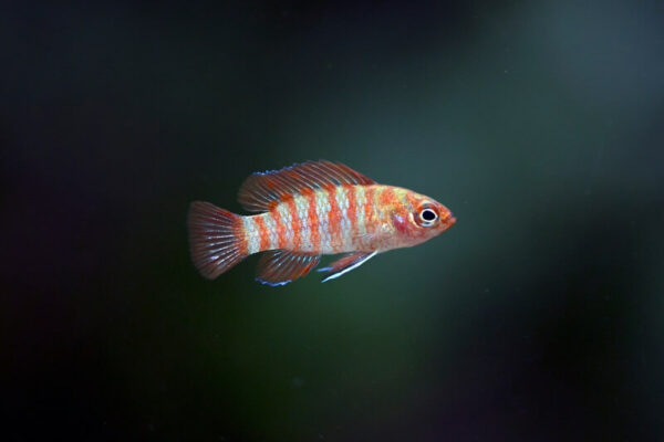 21 Small Freshwater Fish For Nano Tanks & Aquariums
