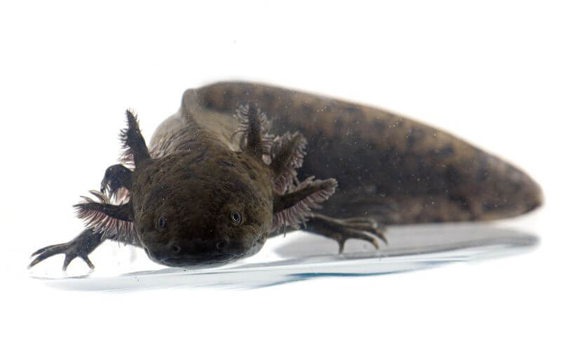 An adult black axolotl