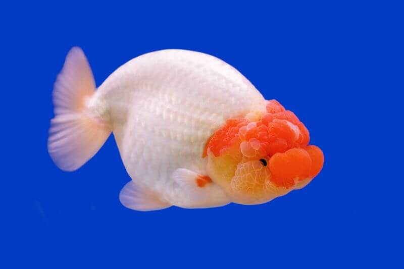 Ranchu goldfish in a large home aquarium tank
