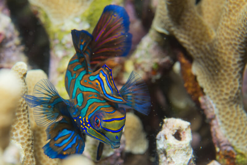 Mandarin Goby swimming in a saltwater tank