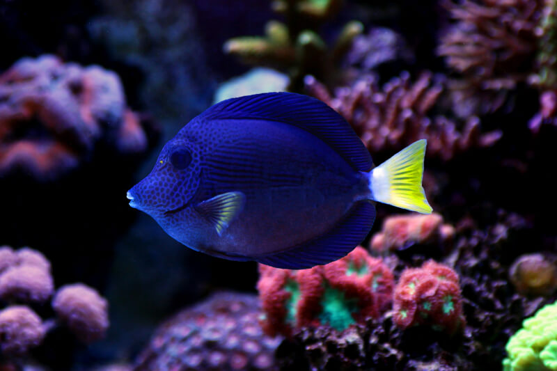 Purple Tang swimming in a saltwater aquarium