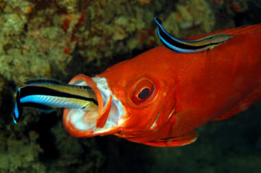 Bluestreak Cleaner Wrasse 101: Diet, Tank, Mates and Size