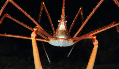 An Arrow Crab swimming in a saltwater aquarium