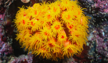 A Sun Coral showing its bright colors