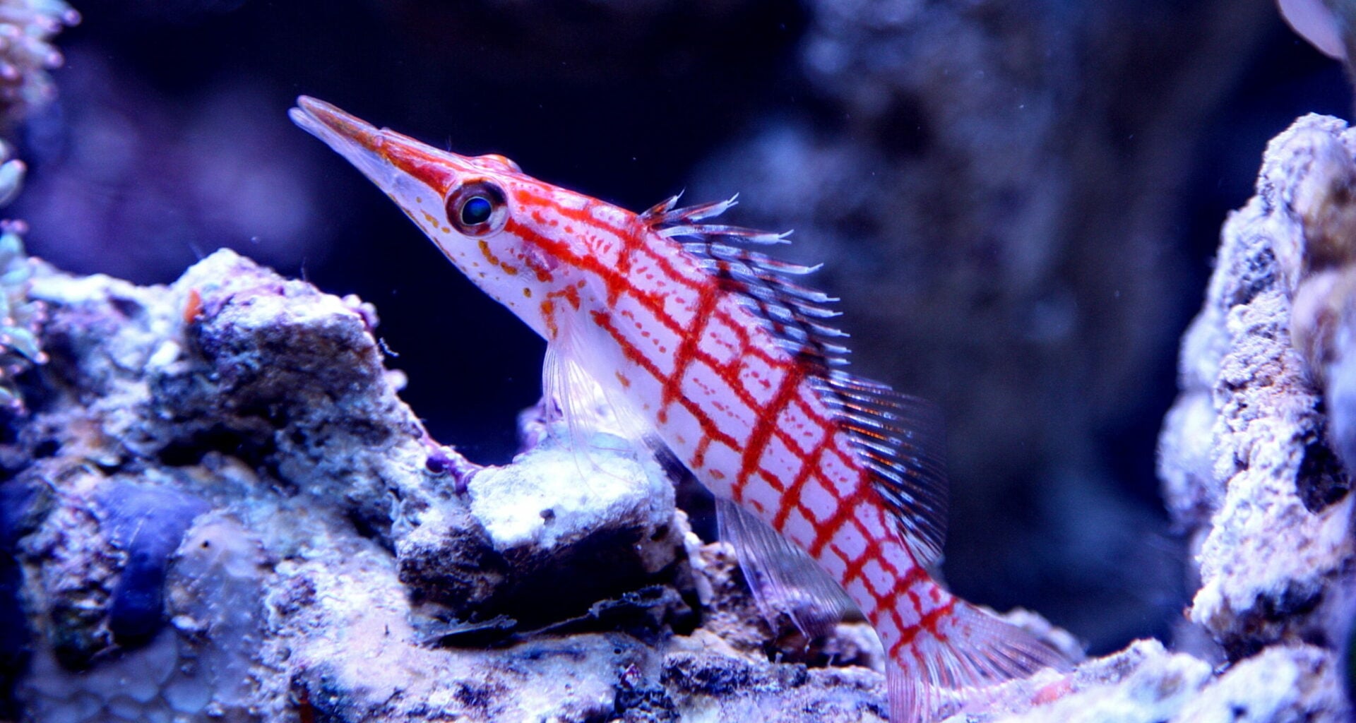 A Longnose hawkfish swimming in a saltwater aquarium