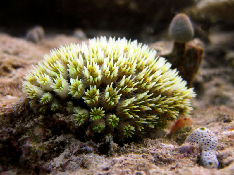 A Galaxea Coral in a saltwater aquarium