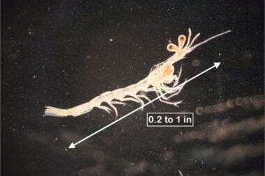 Themisis Fish Mysis Shrimp: A Care Guide about their Diet, Breeding & Eggs