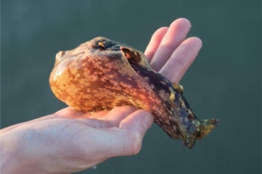 sea-hare-slug-101-tank-diet-black-more-aplysia-species