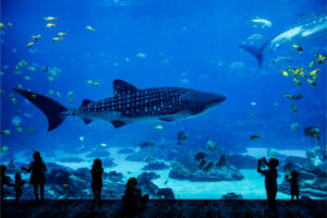 Illustration of No Experience Needed Fish For Aquariums