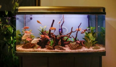 Vibrant fish in a lush aquarium