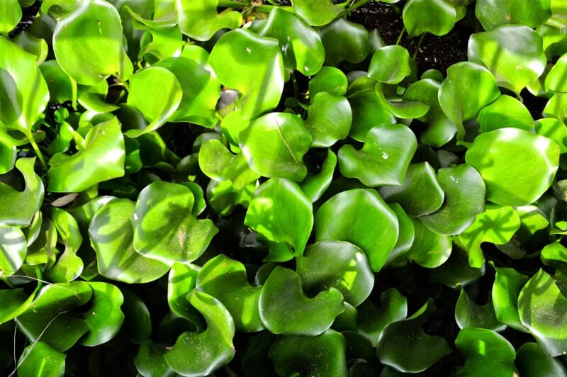 Anubias Barteri aquarium plant