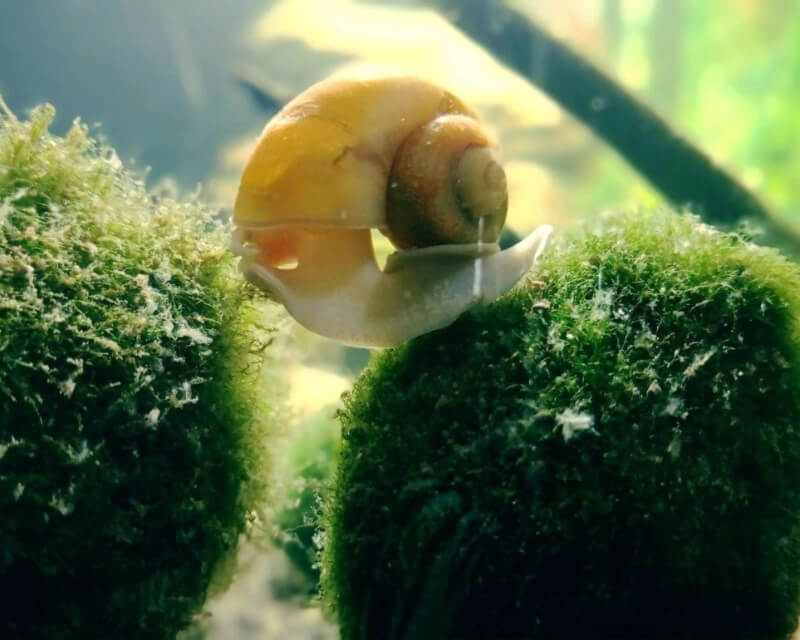 Marimo Moss Ball (Cladophora) aquarium plant