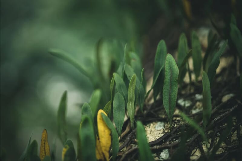 Java Fern (Microsorum pteropus) aquarium plant