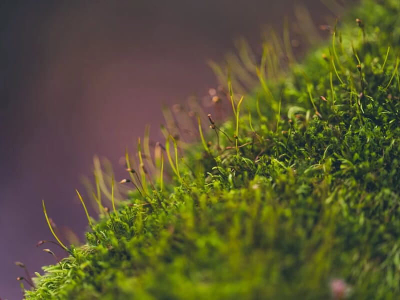 Java Moss (Taxiphyllum barbieri) aquarium plant