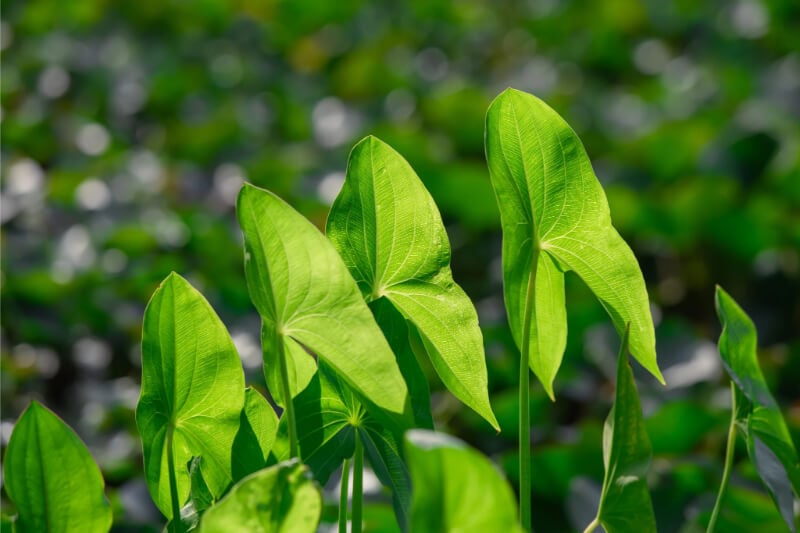 Amazon Sword (Echinodorus bleheri) aquarium plant
