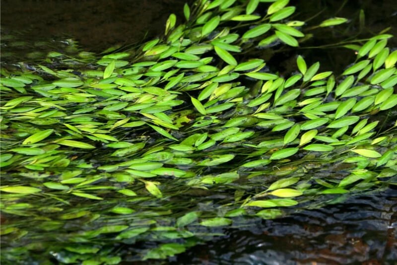Cryptocoryne Wendtii aquarium plant