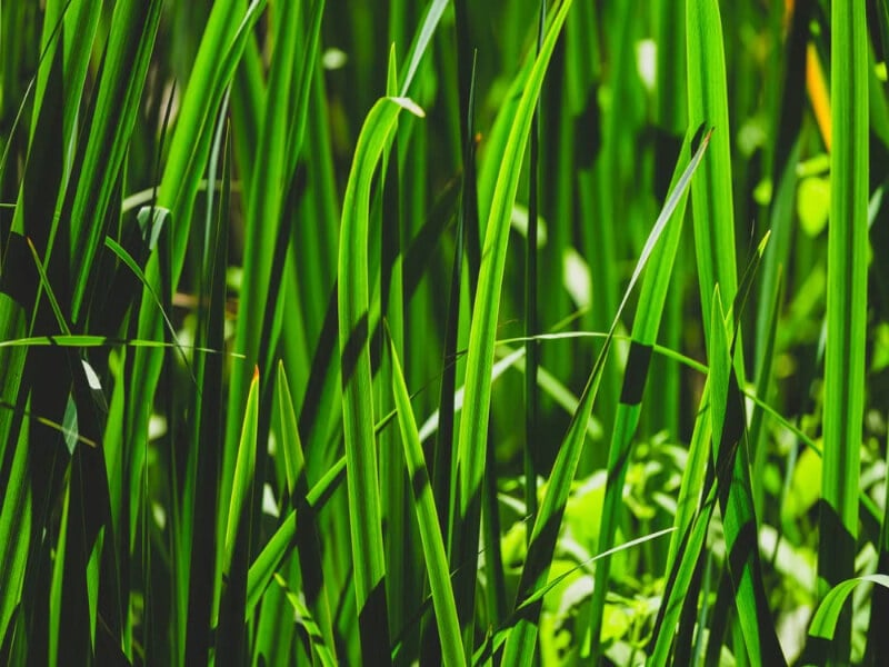 Vallisneria (Jungle Val) aquarium plant