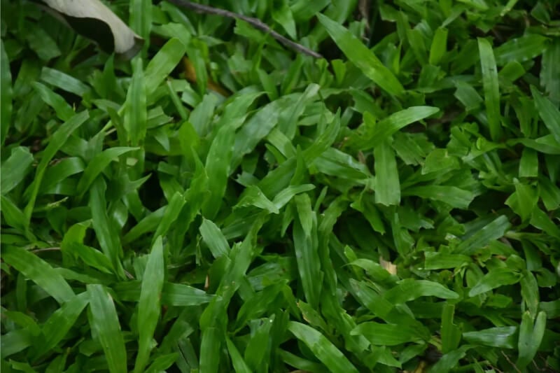 Dwarf Sagittaria (Sagittaria subulata) aquarium plant