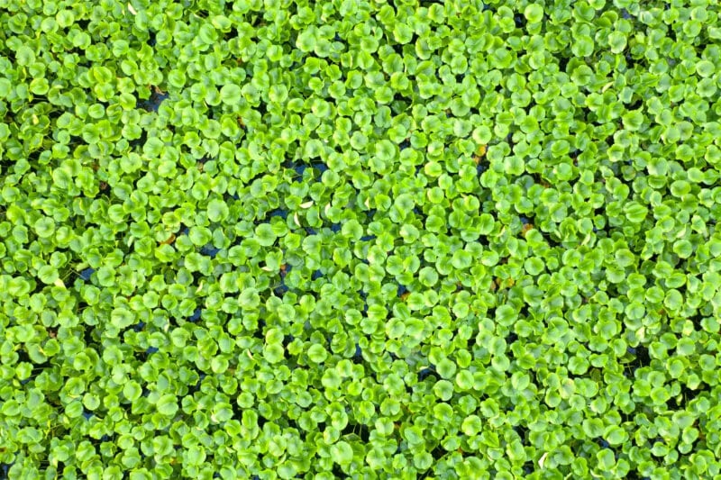 Bacopa Caroliniana aquarium plant
