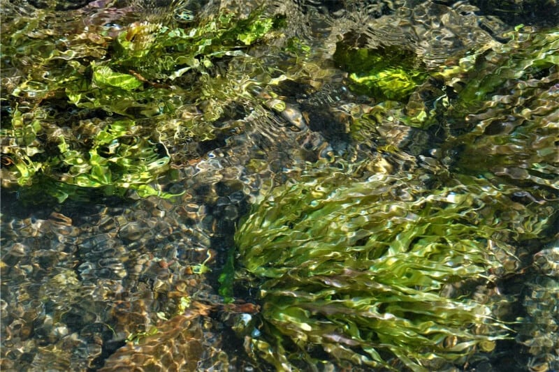 Aponogeton Crispus aquarium plant