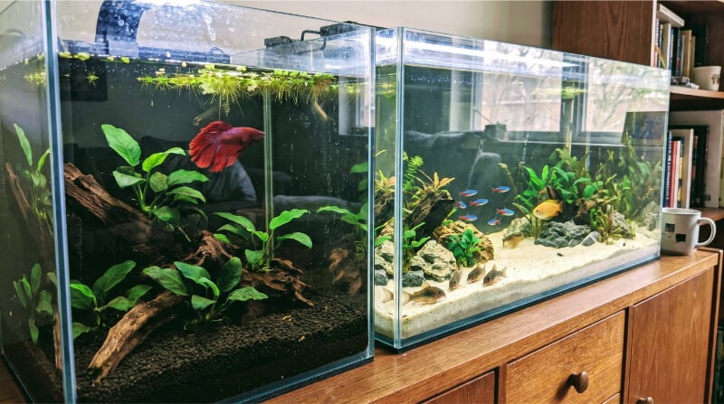 A 10-gallon rimless tank with a red betta fish next to a 20-gallon long planted community aquarium on a wooden dresser