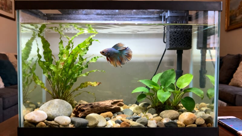 10-gallon freshwater aquarium with one healthy betta actively exploring a natural planted layout with Anubias, water sprite, smooth stones, and a small piece of driftwood, small sponge filter visible in a rear corner