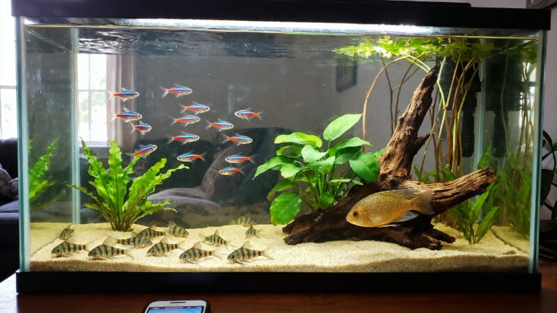 20-gallon long freshwater community aquarium in a living room with a small school of neon tetras swimming naturally, group of small Corydoras