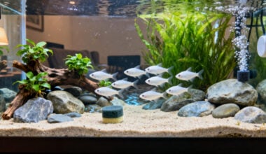 20-gallon long no-heater freshwater aquarium with twelve White Cloud Mountain Minnows swim loosely through the open center above fine natural sand