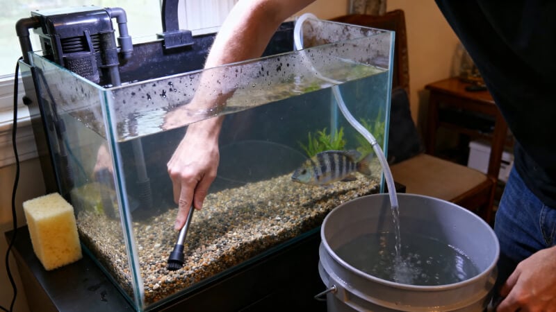 a person performing a partial water change on a planted 10-gallon aquarium at home, one hand holding a narrow gravel vacuum while water drains into a plain household bucket