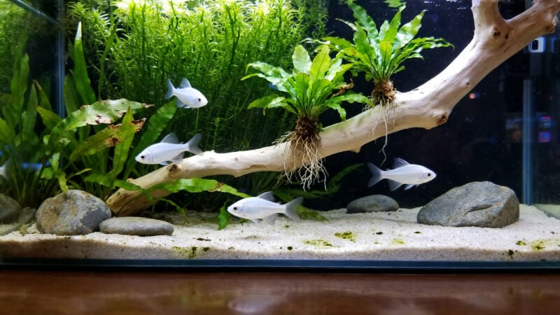 a cool-water planted section inside a 20-gallon long aquarium with Hornwort and Java fern plants