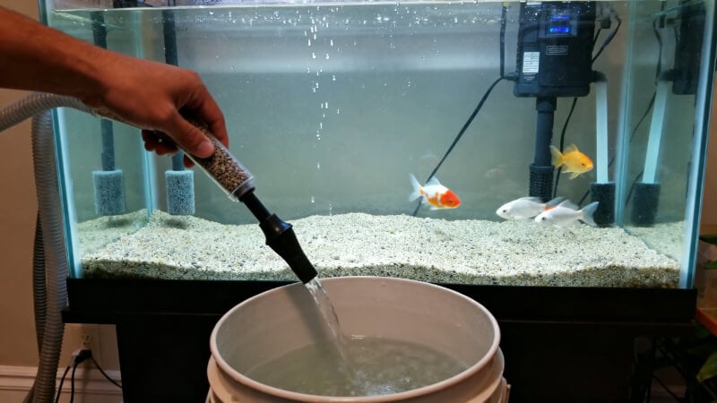 an aquarium owner performing a partial water change on a 20-gallon planted community tank, one hand holding a gravel vacuum while water flows into a plain bucket