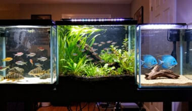 three different 40-gallon freshwater aquarium concepts displayed side by side, left aquarium containing a cardinal tetra community with Corydoras, center aquarium featuring a planted aquascape with ember tetras, right aquarium built around a pair of German blue rams with sand and driftwood
