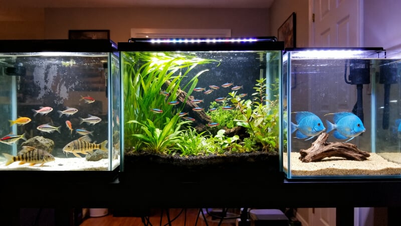 three different 40-gallon freshwater aquarium concepts displayed side by side, left aquarium containing a cardinal tetra community with Corydoras, center aquarium featuring a planted aquascape with ember tetras, right aquarium built around a pair of German blue rams with sand and driftwood