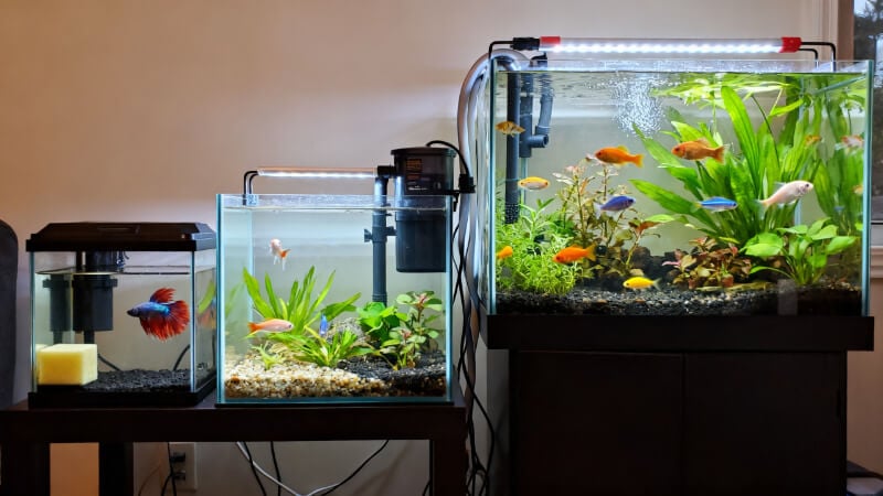 three different aquarium sizes with appropriately matched filtration, a small betta tank with a sponge filter, a medium community tank with a hang-on-back filter, and a larger planted aquarium with canister filter hoses