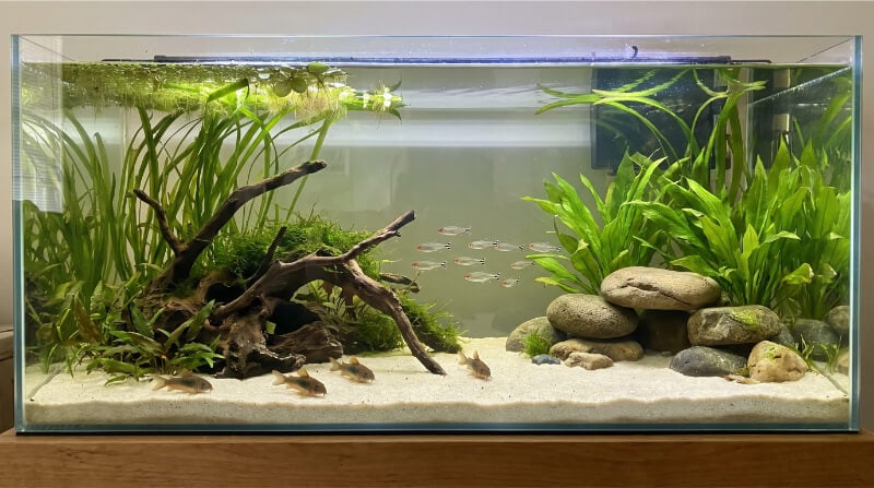 Freshwater aquarium with open swimming space, driftwood, plants, caves, and shaded areas for fish